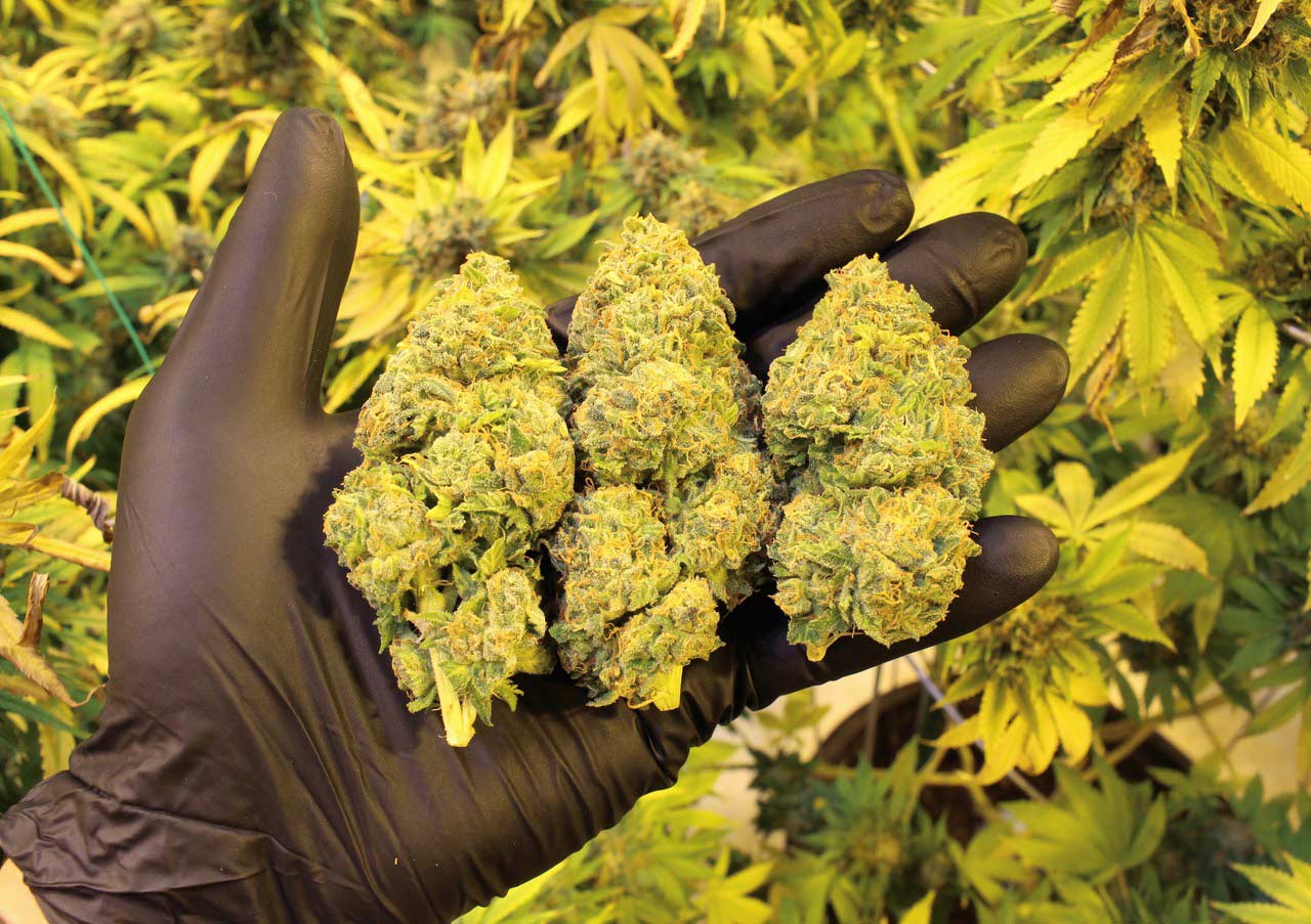 High Country Healing Vail Cannabis Buds