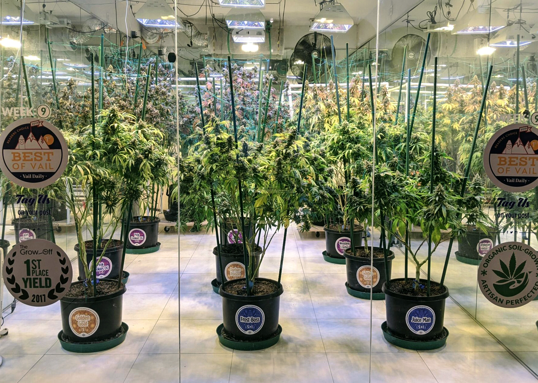 High Country Healing Vail Cannabis Grow Room