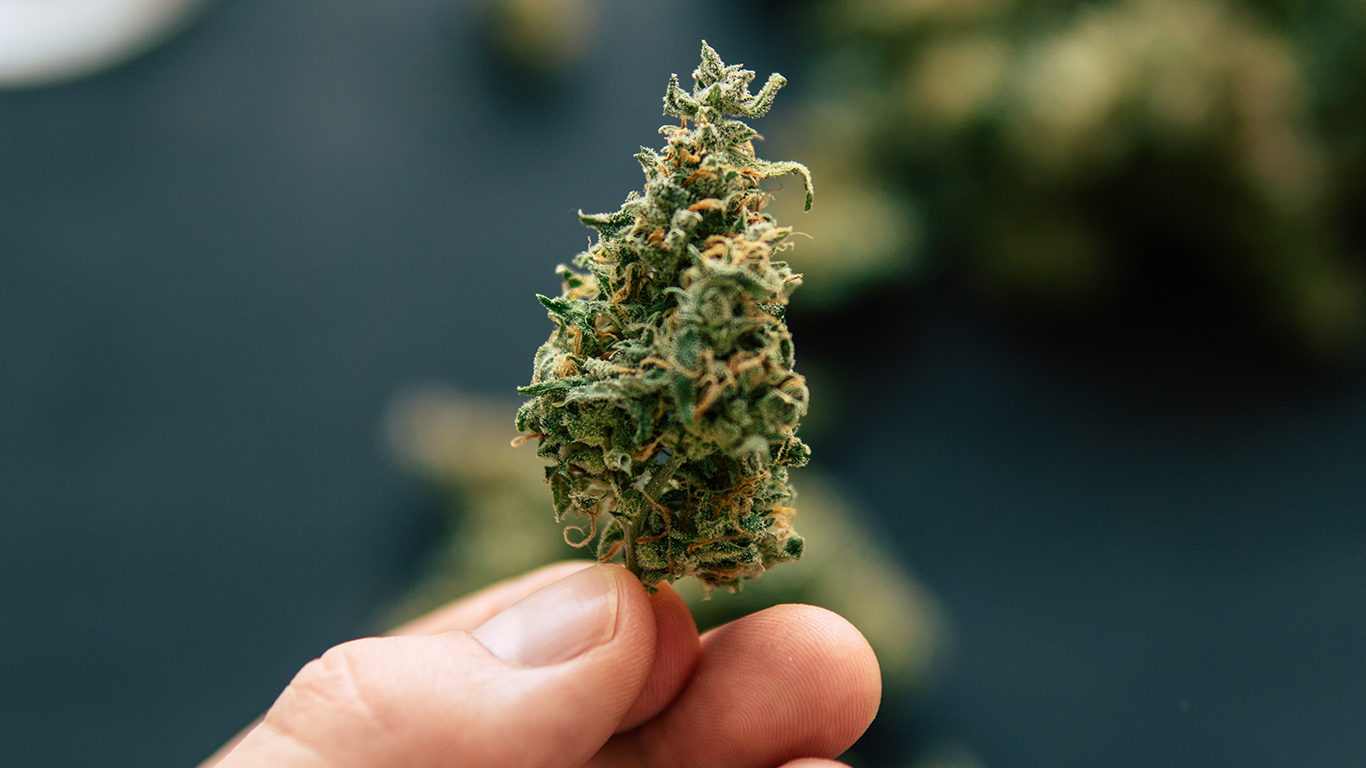 hand holding a large cannabis bud between finger and thumb