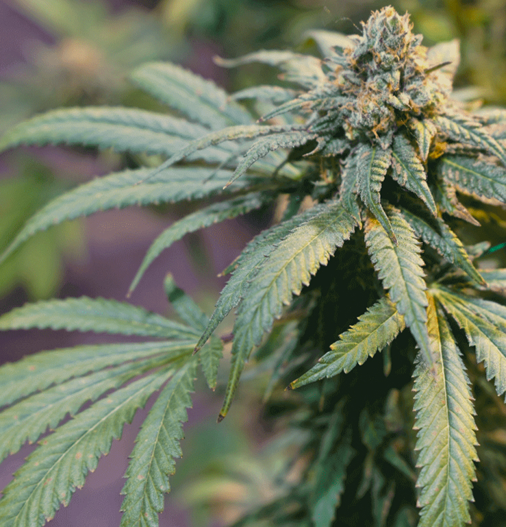 Up close of cannabis plant flowering