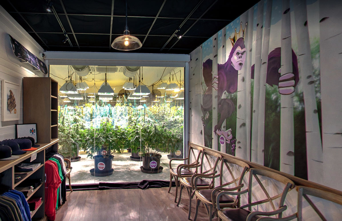 inside High Country Healing Vail with a view of the Cannabis Grow Room