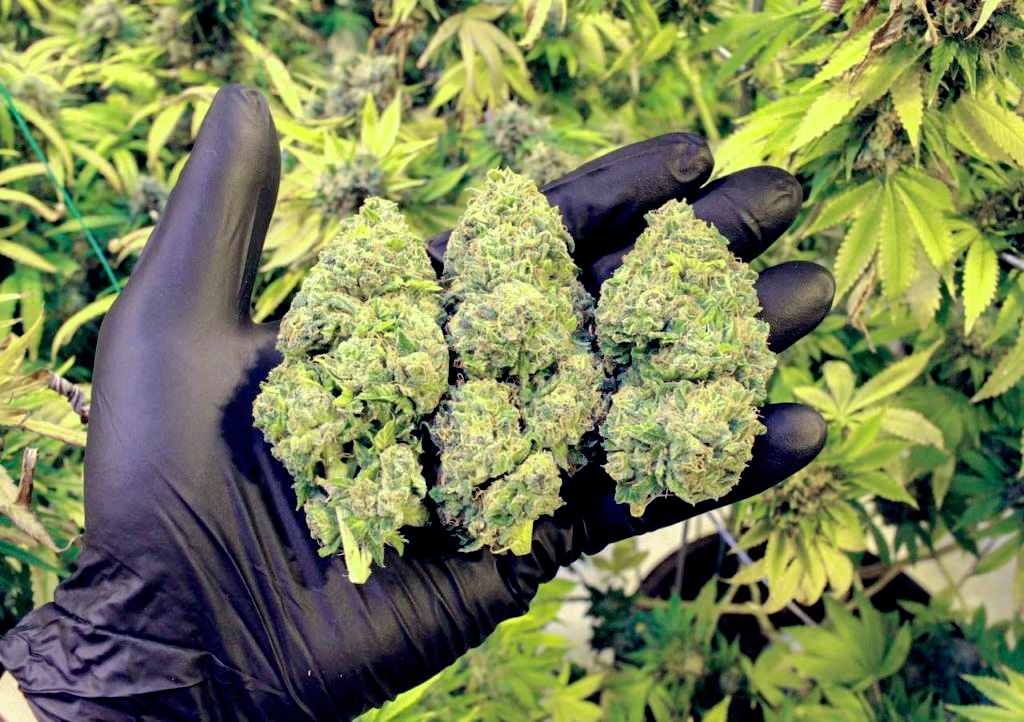 Black latex glove hand holding 3 large cannabis buds over a cannabis plant